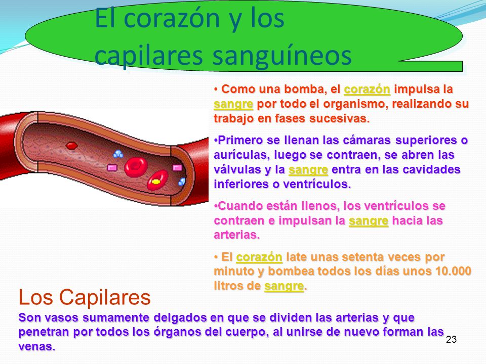Cuantos litros de sangre bombea el corazon cada dia